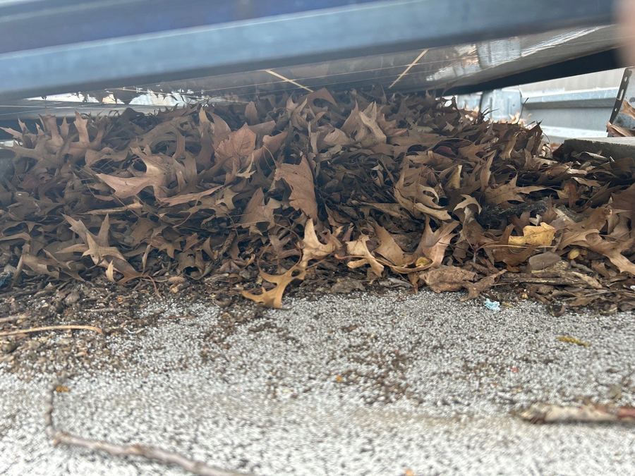 Dead leaves and organic debris accumulated underneath a row of solar panels